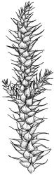 Fifea aciphylla. Branch detail. Drawn from A.J. Fife 9168, CHR 476986.
 Image: R.C. Wagstaff © New Zealand Institute for Bioeconomy Science Limited 2026 CC-BY 3.0 NZ